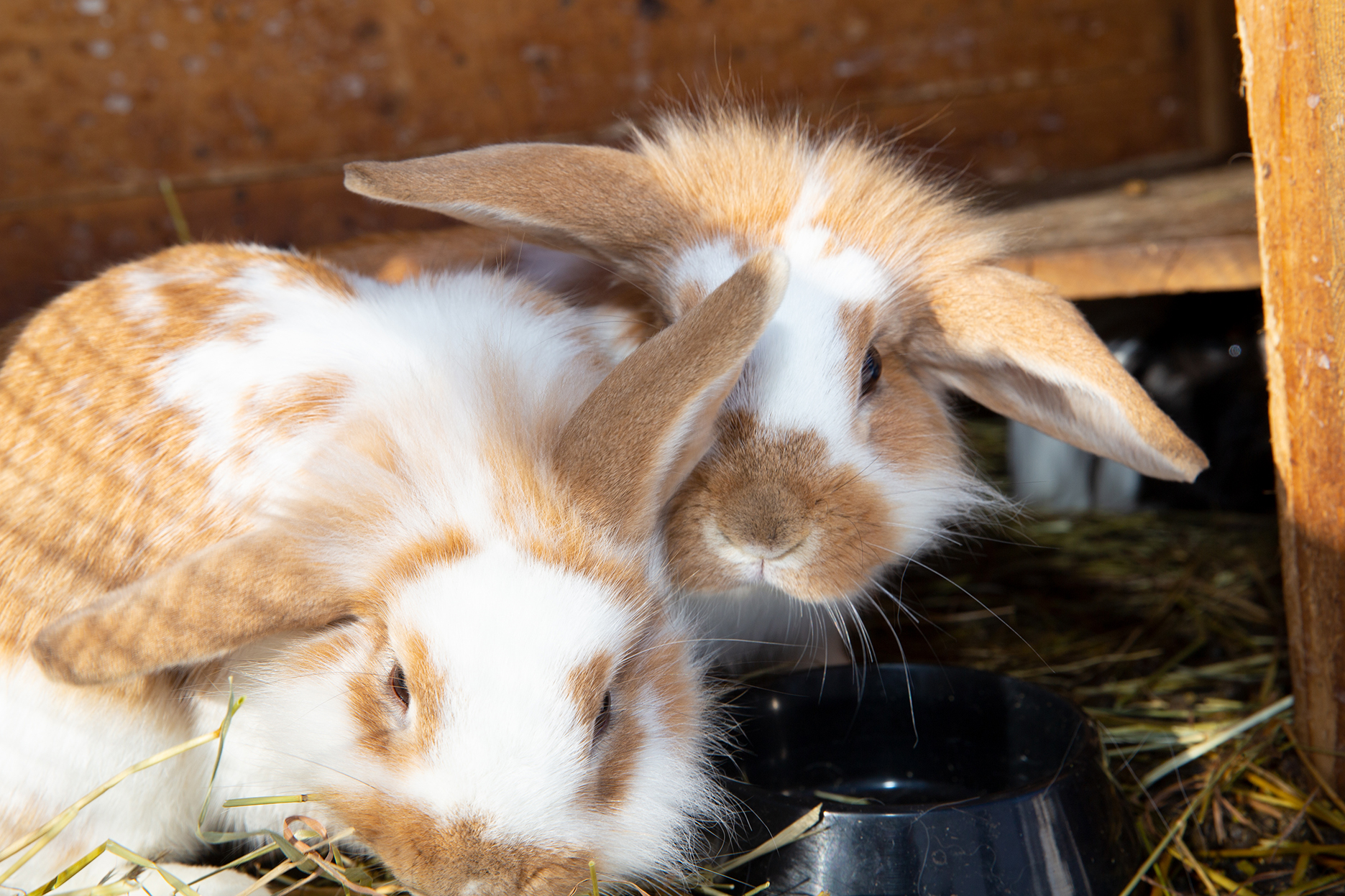 Hasen am Lindbichlhof